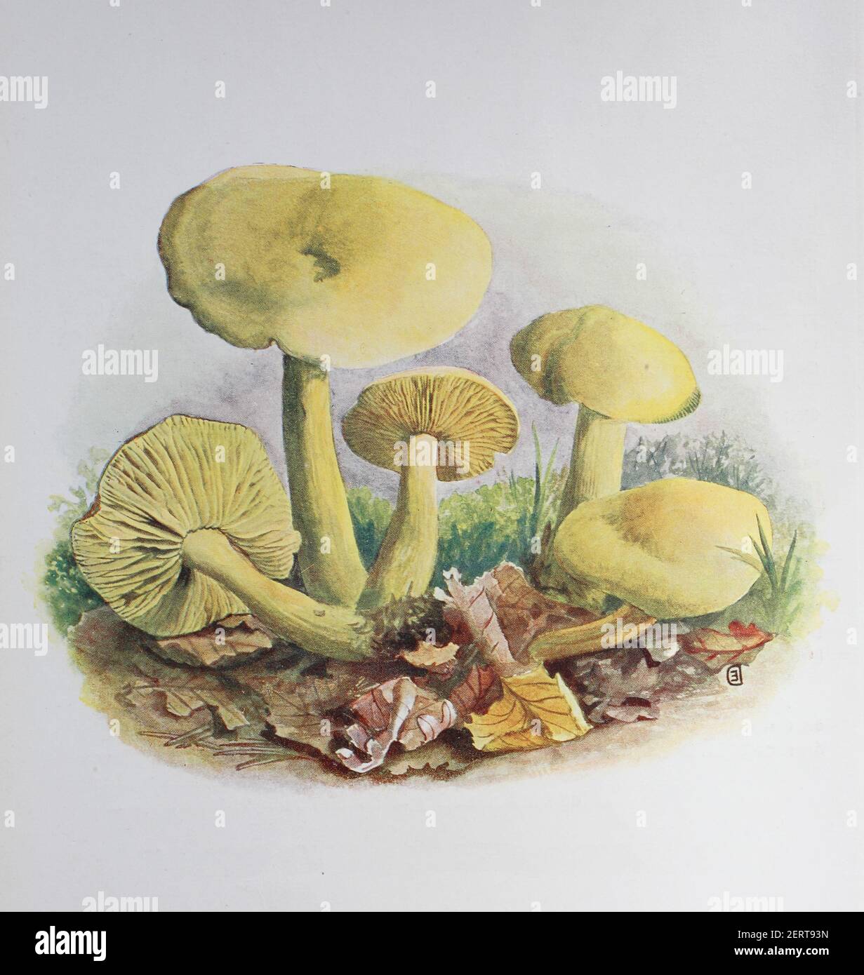 Tricholoma sulphureum, also known as sulphur knight or gas agaric, is an inedible or mildly poisonous mushroom found in woodlands in Europe, digital reproduction of an ilustration of Emil Doerstling (1859-1940) Stock Photo