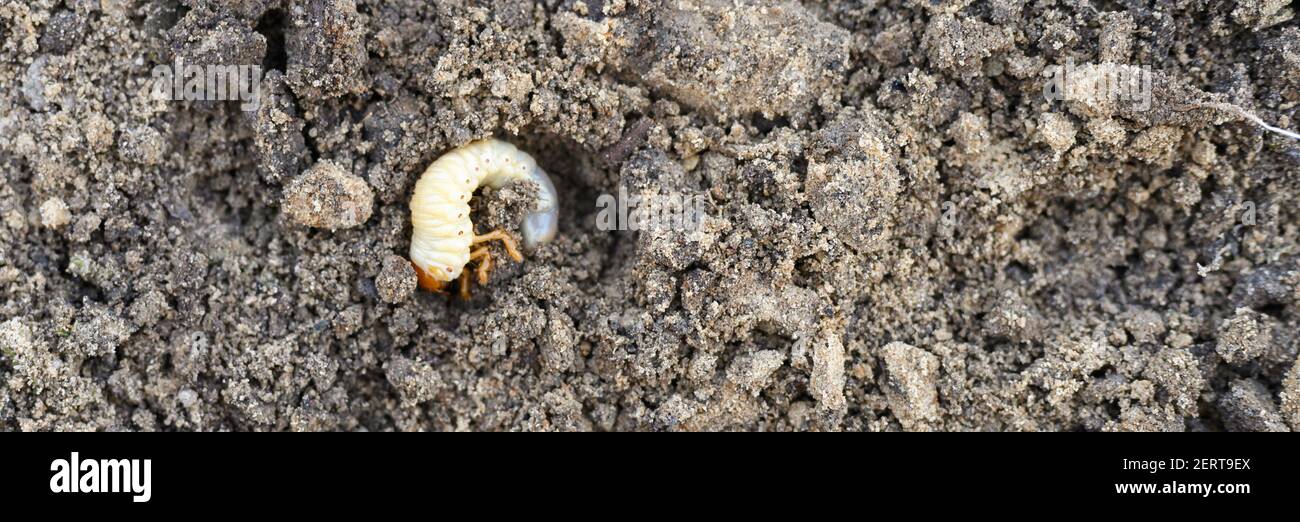 the larva of the may beetle or cockchafer bug on the loosened soil ...
