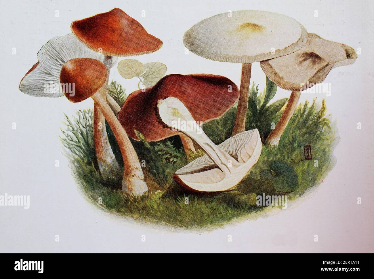 Rhodocollybia butyracea, common name Buttery Collybia, digital reproduction of an ilustration of Emil Doerstling (1859-1940) Stock Photo