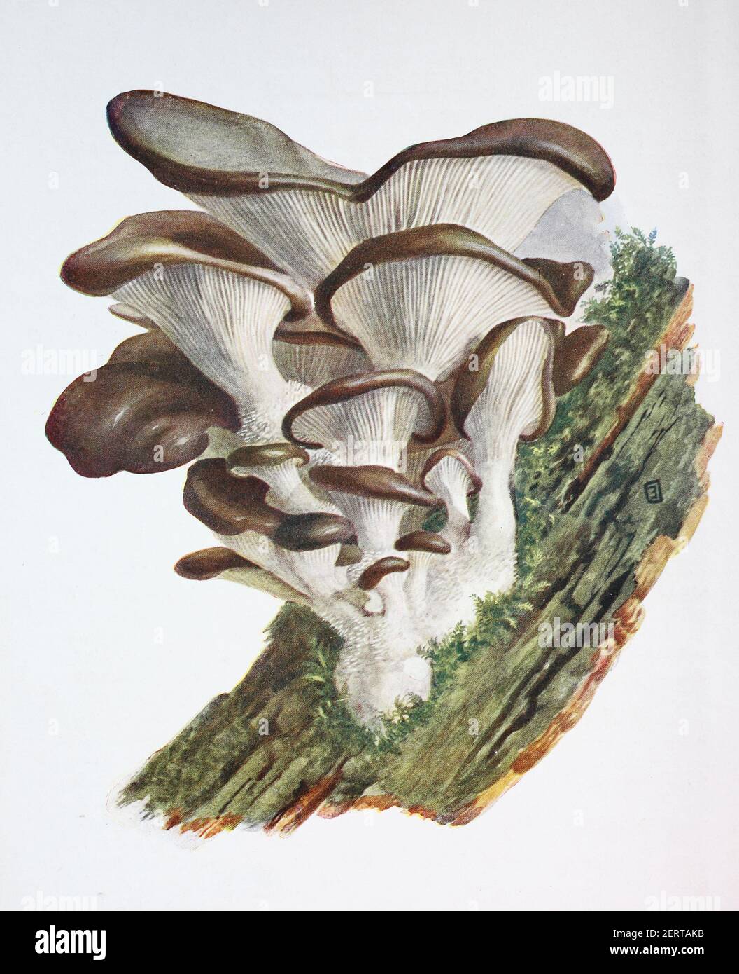 Pleurotus ostreatus, the oyster mushroom, digital reproduction of an ilustration of Emil Doerstling (1859-1940) Stock Photo