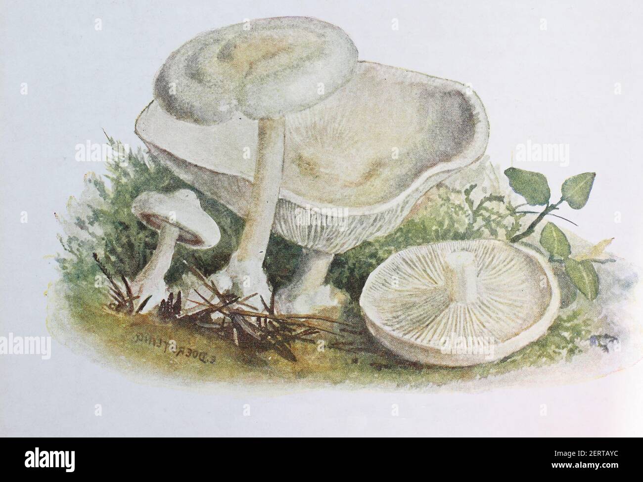 Clitocybe odora, also known as the aniseed toadstool, digital reproduction of an ilustration of Emil Doerstling (1859-1940) Stock Photo
