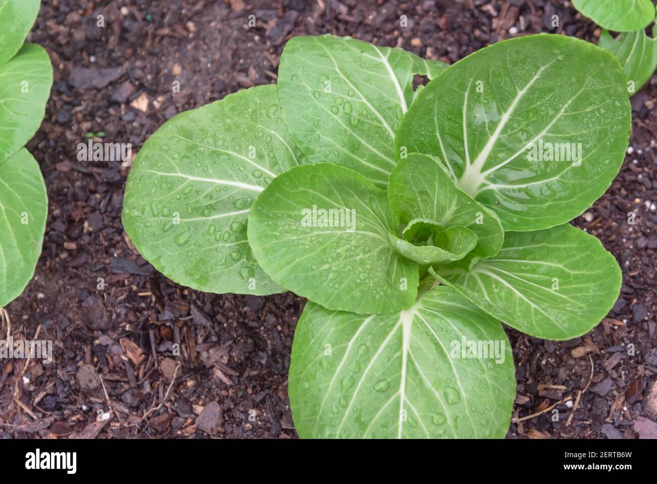 Large head of bok choy leafy greens with water drop cultivated at backyard garden in Texas, USA Stock Photo