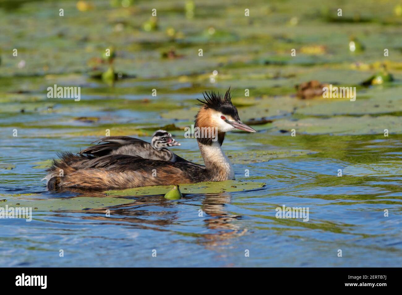 Great crested grebe (Podiceps cristatus) mother with chicks on her back, the Netherlands. Stock Photo