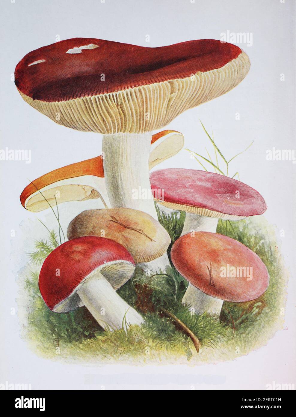Russula albidula is a species of mushroom in the Russula genus, digital reproduction of an ilustration of Emil Doerstling (1859-1940) Stock Photo