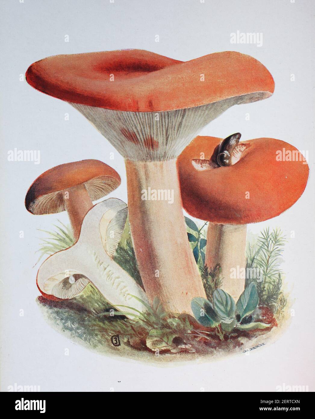 Lactifluus volemus, formerly known as Lactarius volemus, digital reproduction of an ilustration of Emil Doerstling (1859-1940) Stock Photo