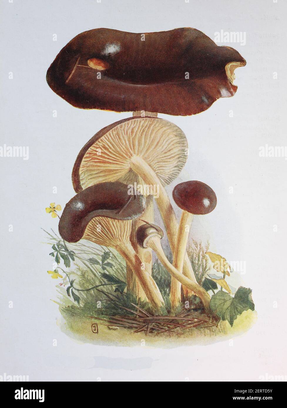 Hygrophorus hypothejus, commonly known as herald of the winter, digital reproduction of an ilustration of Emil Doerstling (1859-1940) Stock Photo