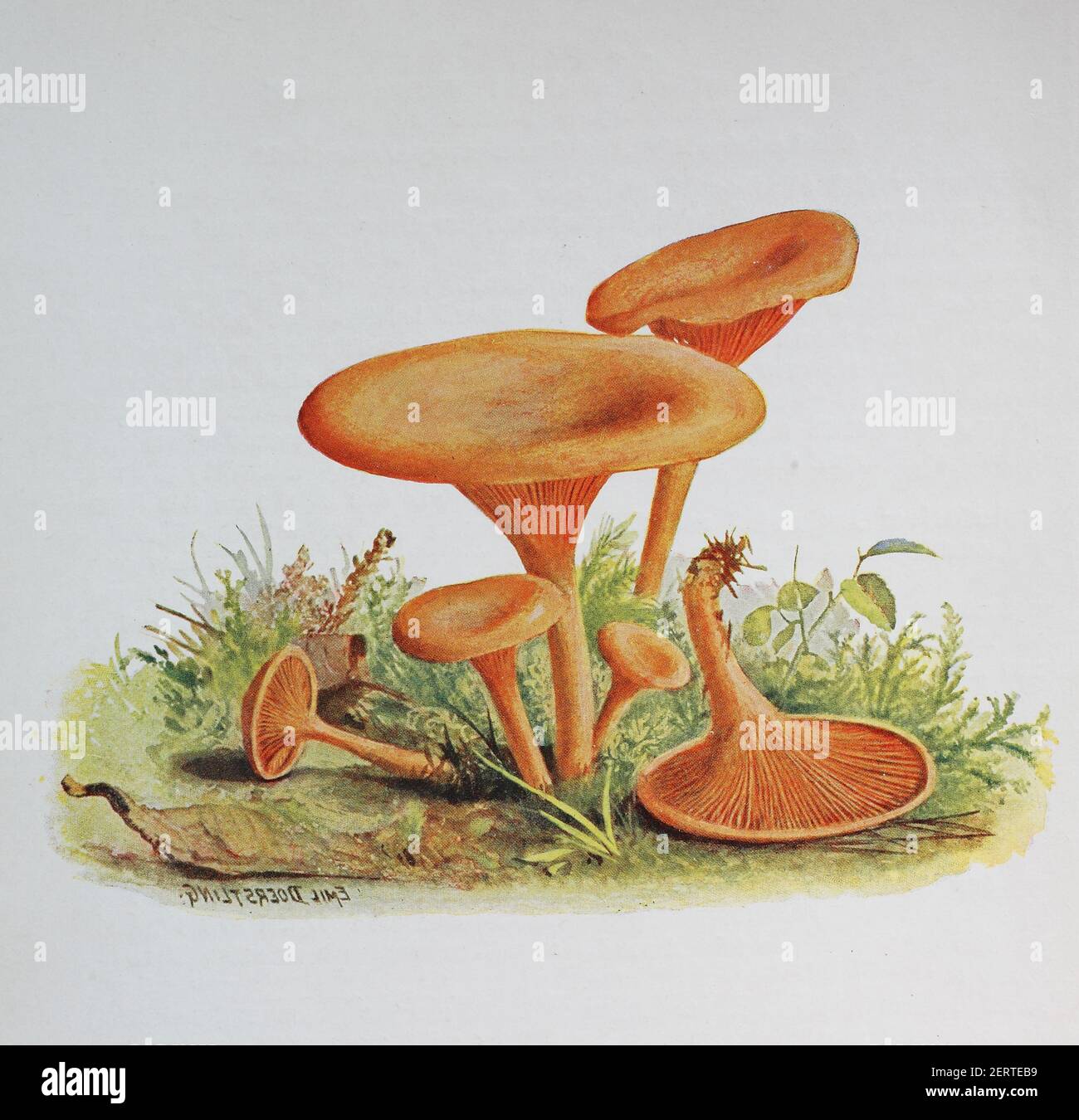 Hygrophoropsis aurantiaca, commonly known as the false chanterelle, digital reproduction of an ilustration of Emil Doerstling (1859-1940) Stock Photo