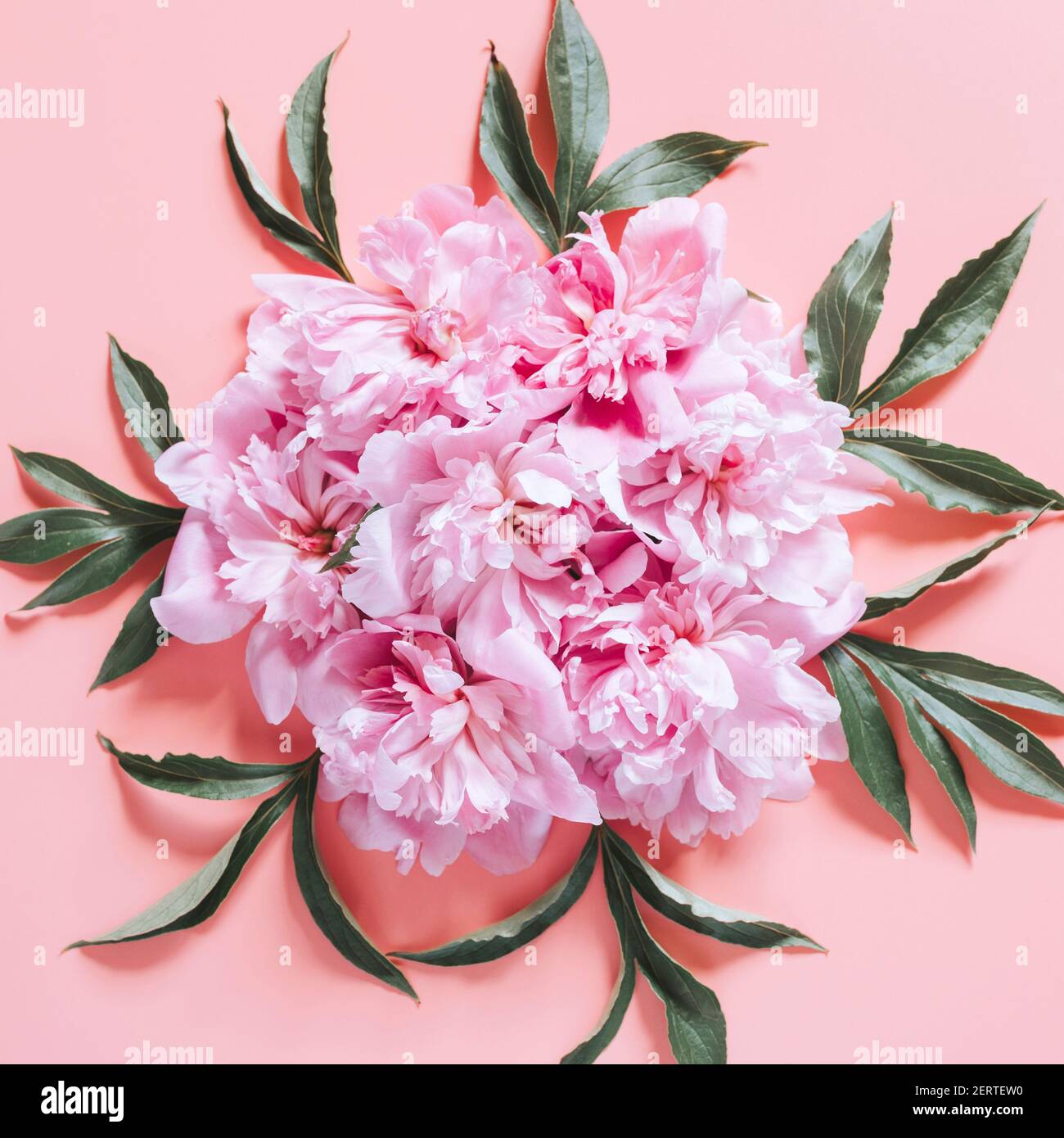 several peony flowers in full bloom pastel pink color and leaves ...