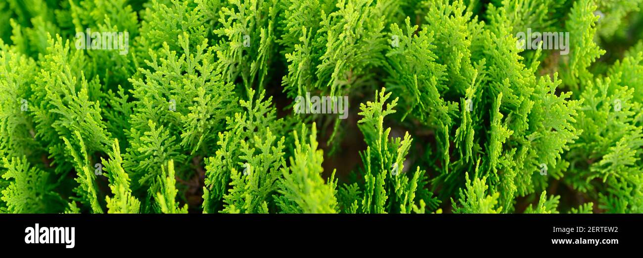 Background of closeup beautiful green christmas leaves of Thuja trees. Thuja occidentalis is an evergreen coniferous tree. banner Stock Photo
