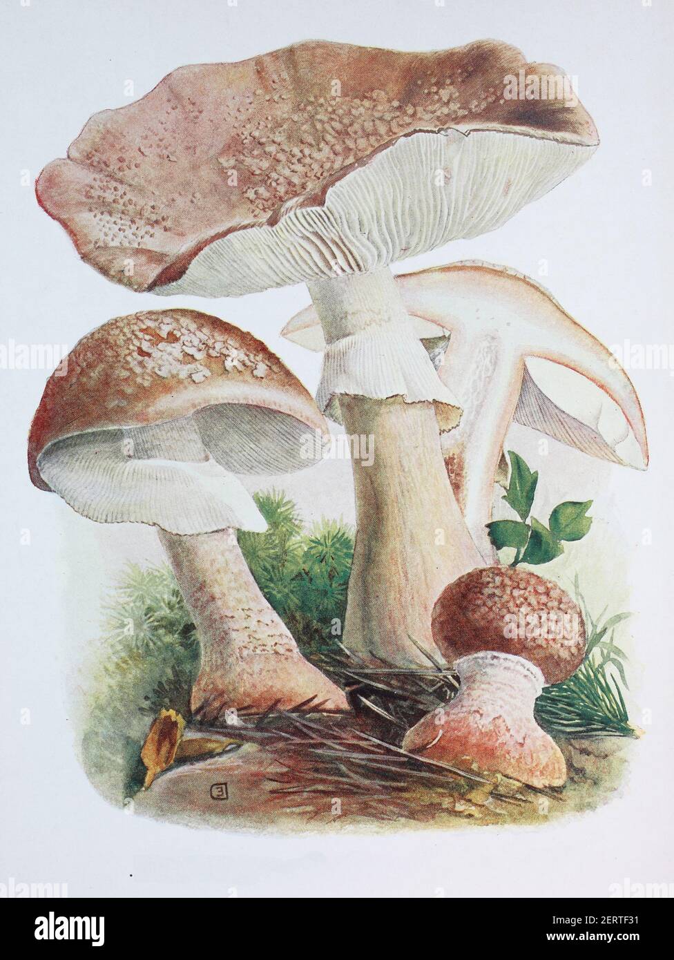 The blusher is the common name for several closely related species of the genus Amanita. A. rubescens, digital reproduction of an ilustration of Emil Doerstling (1859-1940) Stock Photo