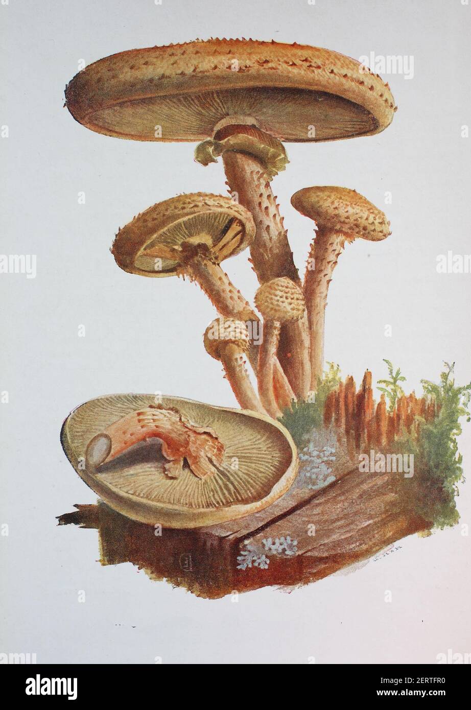 Pholiota squarrosa, commonly known as the shaggy scalycap, the shaggy Pholiota, or the scaly Pholiota, digital reproduction of an ilustration of Emil Doerstling (1859-1940) Stock Photo