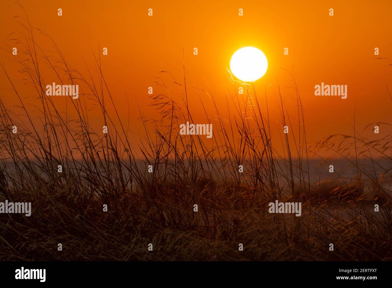 Sunset through low vegetation,at Glyfada,Greece Stock Photo Alamy