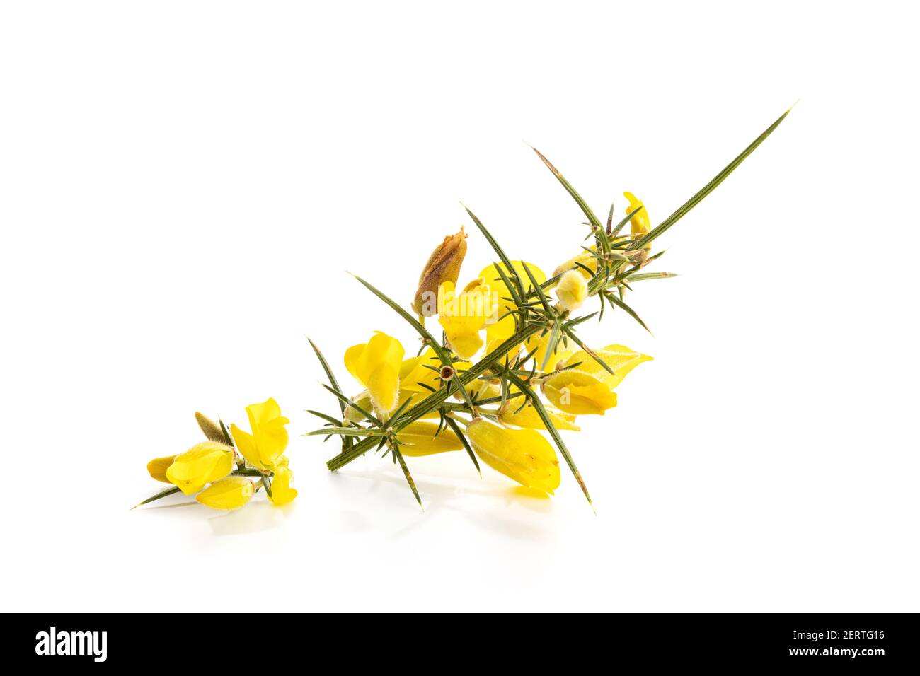 Fresh Yellow Gorse in flower isolated on white background. Ulex europaeus Stock Photo
