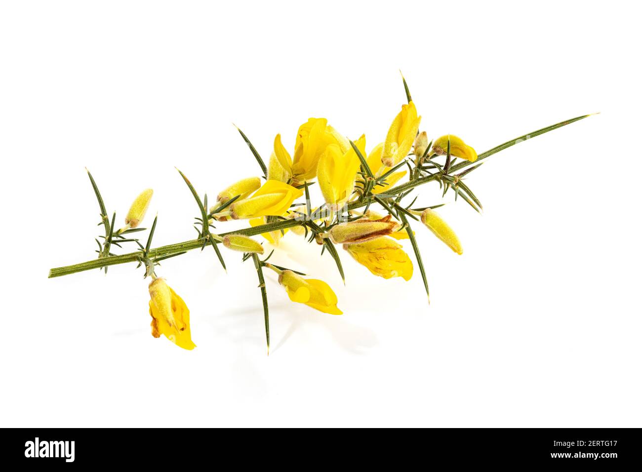 Fresh Yellow Gorse in flower isolated on white background. Ulex europaeus Stock Photo