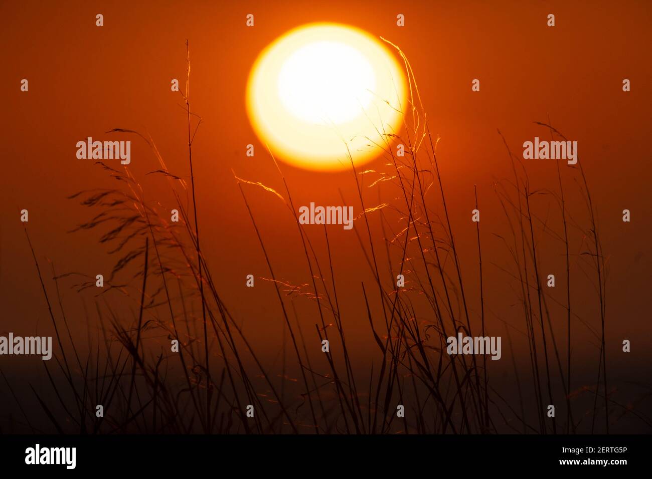 Sunset through low vegetation,at Glyfada,Greece Stock Photo Alamy