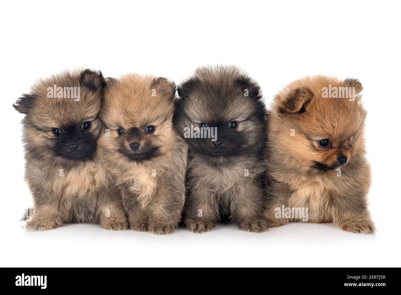 young pomeranians in front of white background Stock Photo