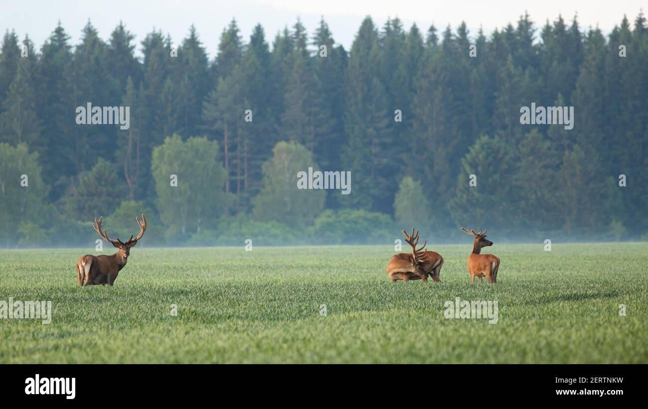 Group of red deers standing on field in morning mist Stock Photo