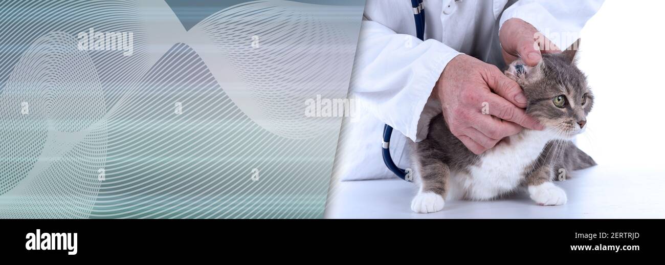 Veterinarian examining the ear of a cat. panoramic banner Stock Photo ...