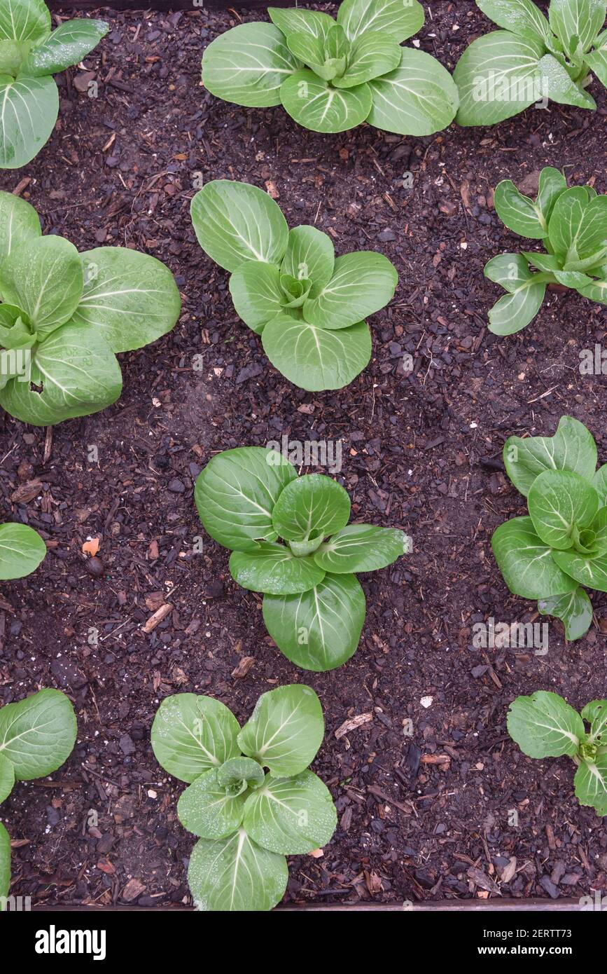 Row of bok choy leafy greens with water drop cultivated at backyard garden in Texas, USA Stock Photo