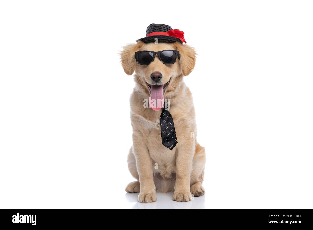 Dog wearing top sunglasses and hat