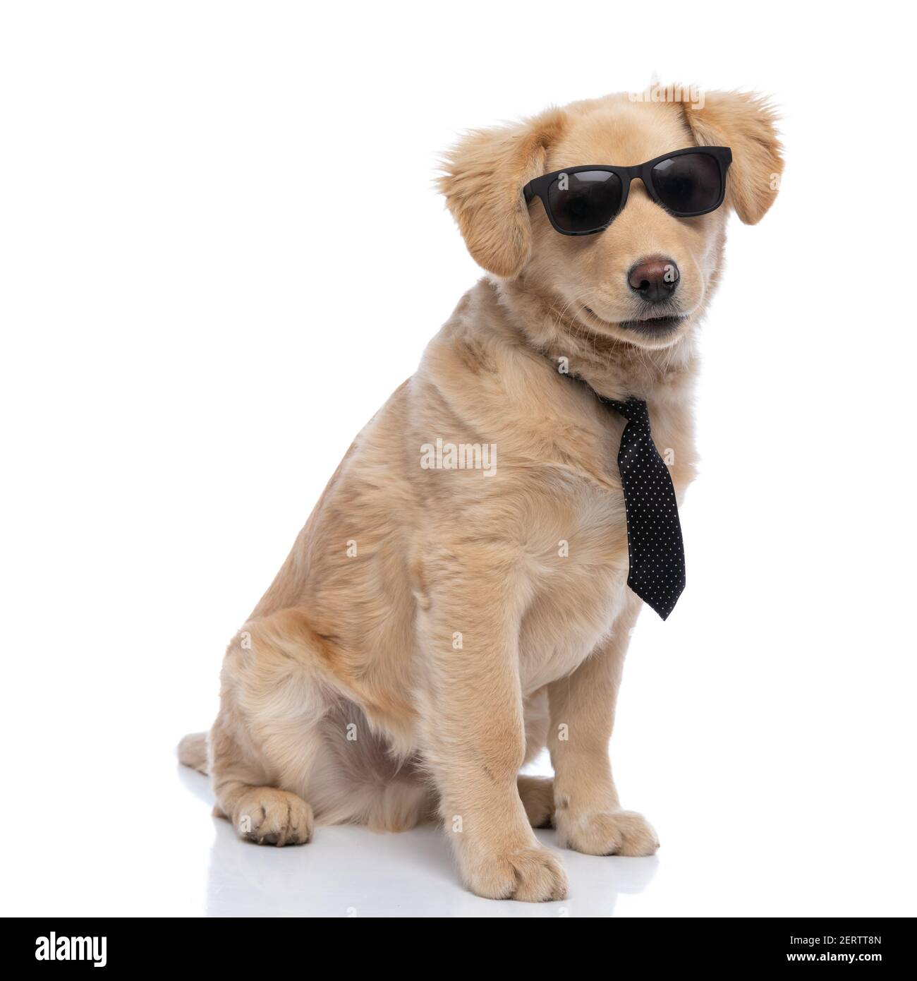 Golden retriever dog wearing sunglasses hi-res stock photography and ...