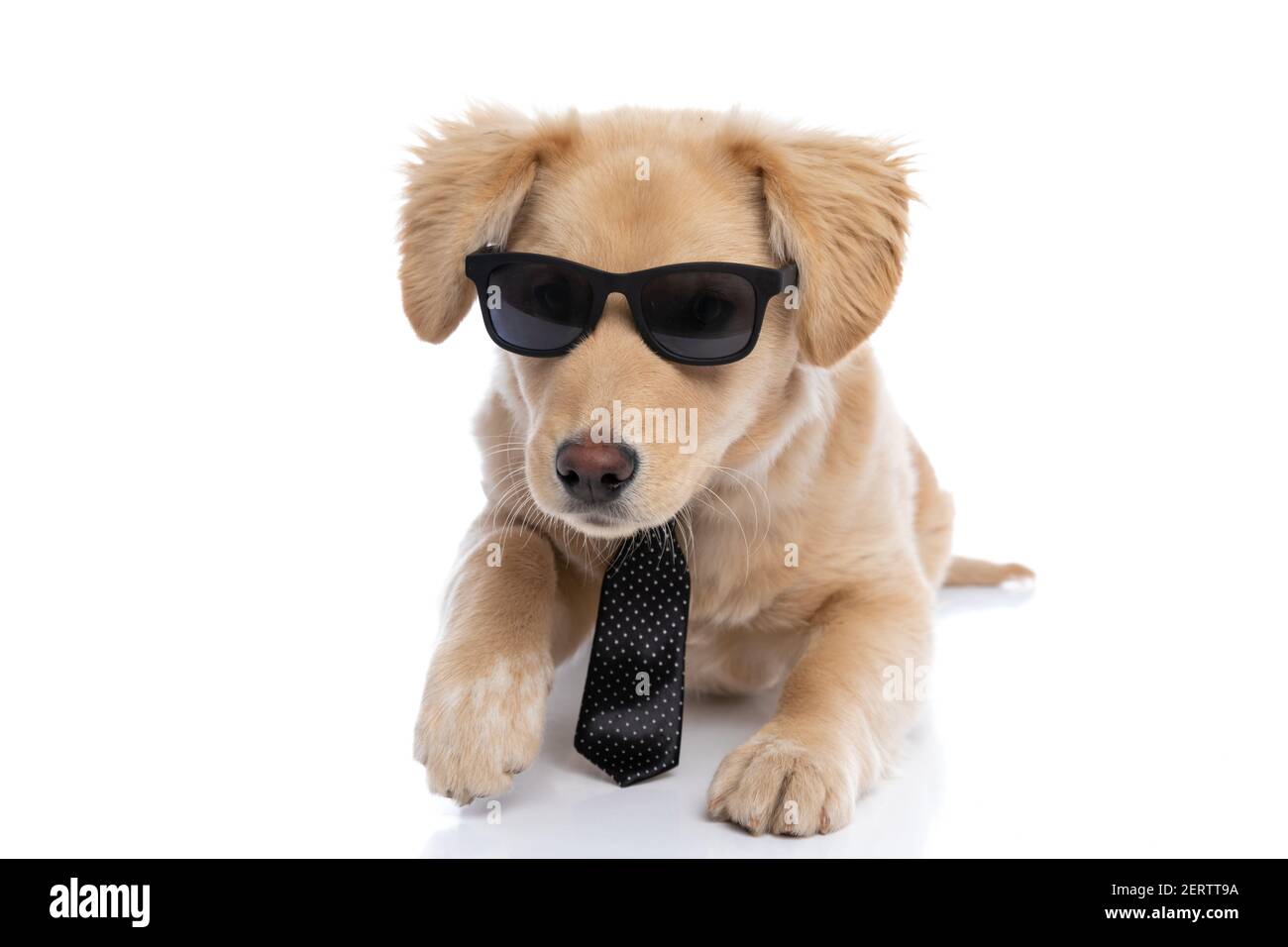 Puppy with sunglasses new arrivals