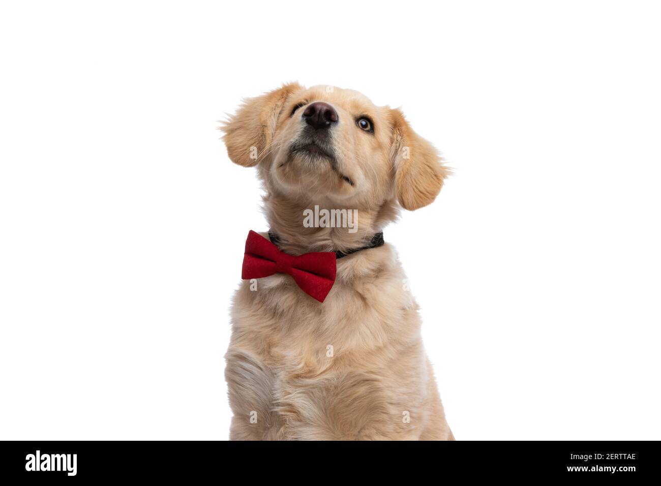 adorable small labrador puppy wearing red bowtie and looking up ...