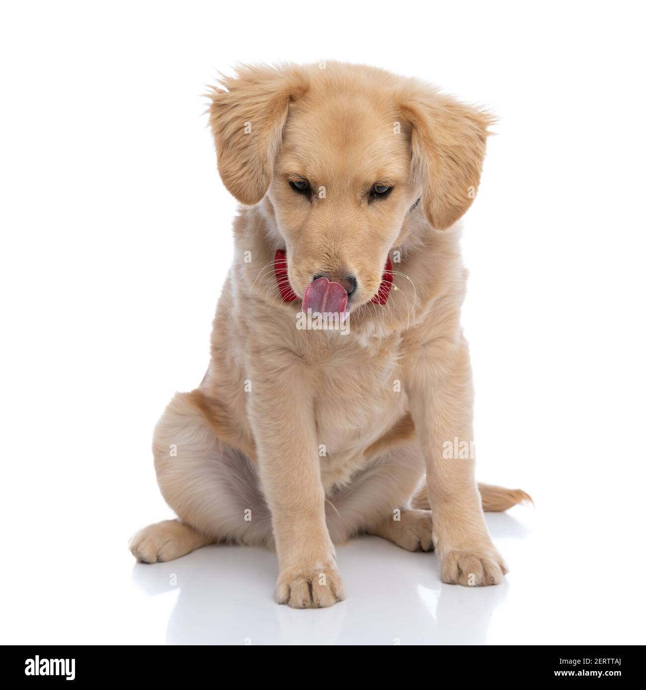 Labrador red nose sale