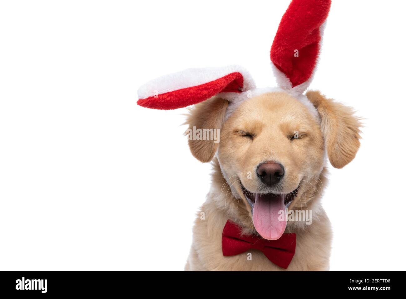 happy elegant labrador retriever dog with red bowtie and bunny ears