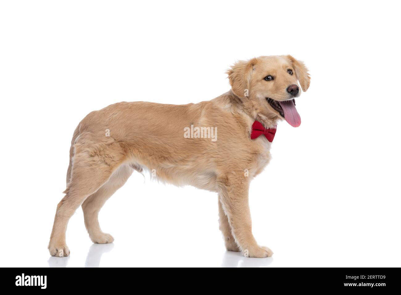side view of labrador retriever puppy wearing red bowtie, panting and ...