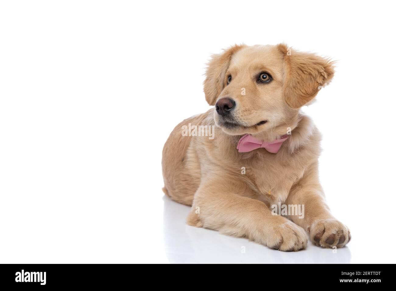 adorable golden retriever puppy wearing pink bowtie and looking to side while laying down isoalted on white background in studio Stock Photo Alamy