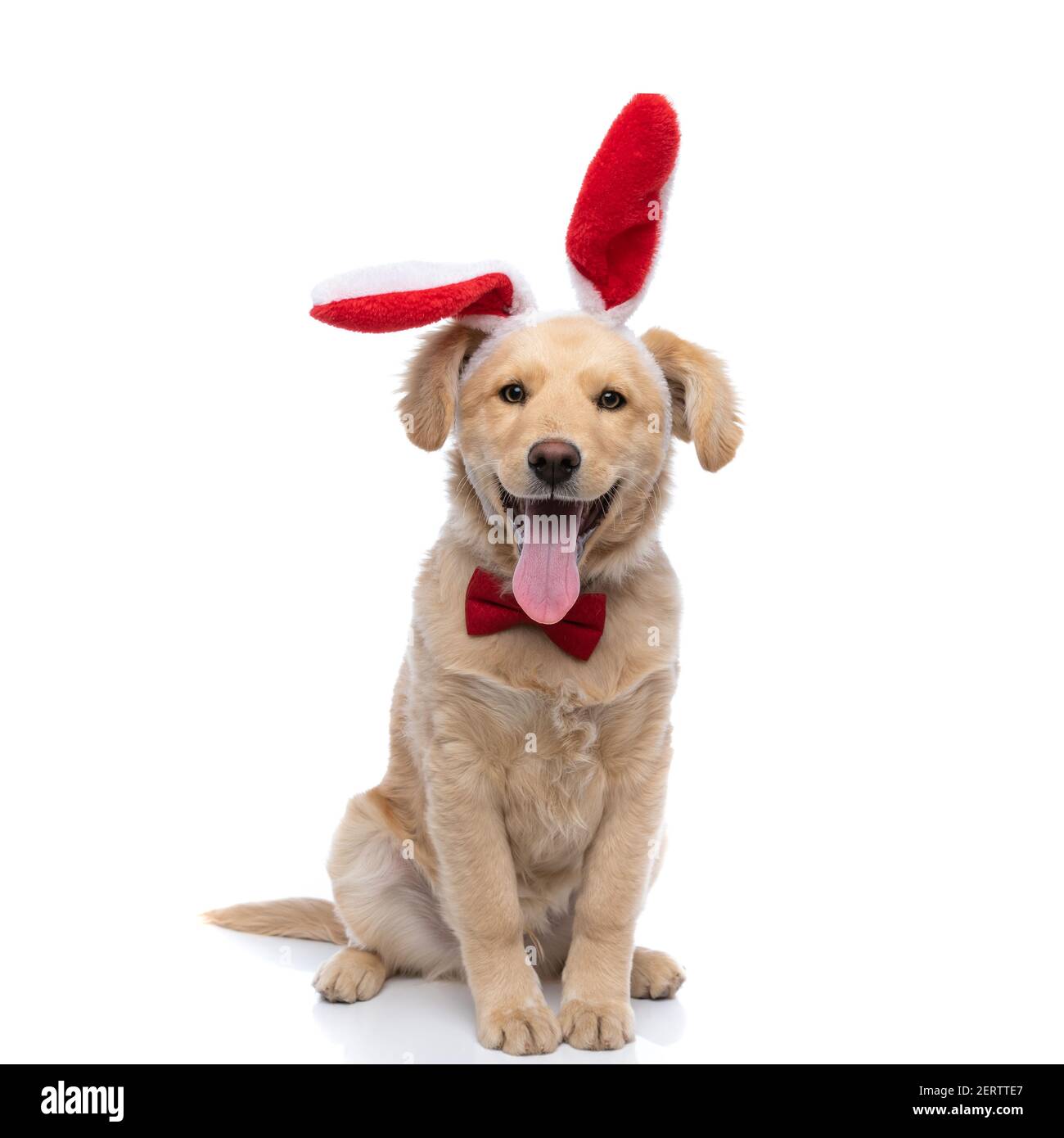 golden retriever puppy bow tie