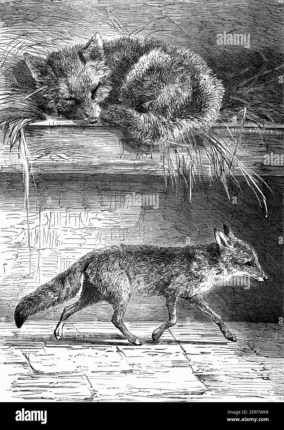 culpeo fox species