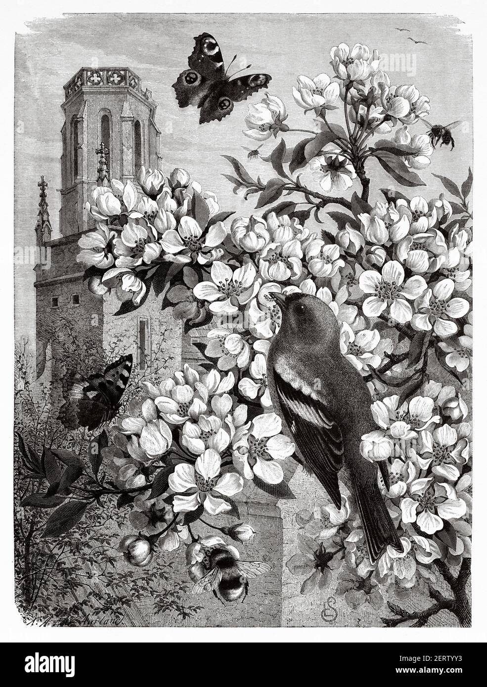 The Spring. Springtime illustration with animals and flowers. Old 19th century engraved illustration, El Mundo Ilustrado 1881 Stock Photo