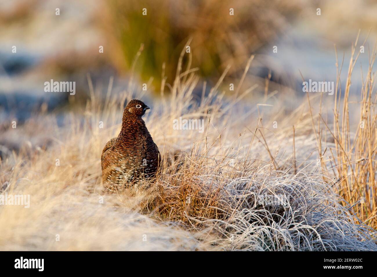 Red grouse (Lagopus lagopus scotica) among frosted moorland grasses in warm morning light Stock Photo