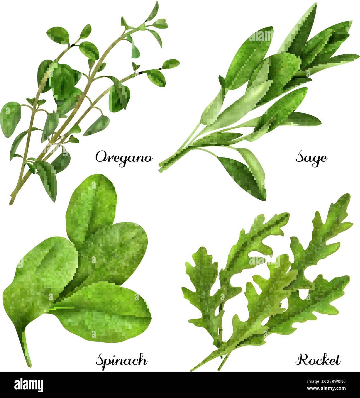 Set of realistic herbs and spices, fresh plants oregano, sage, spinach