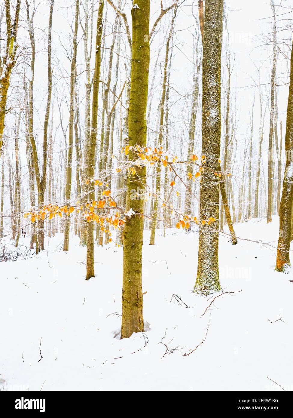 Young beech tree wood in winter hi-res stock photography and images - Alamy