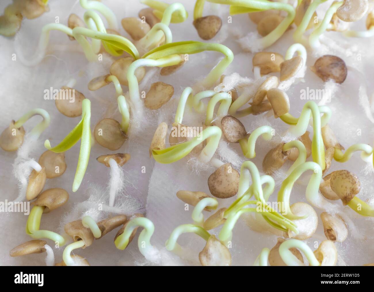 Sprouting seeds of bell pepper for seedlings Stock Photo