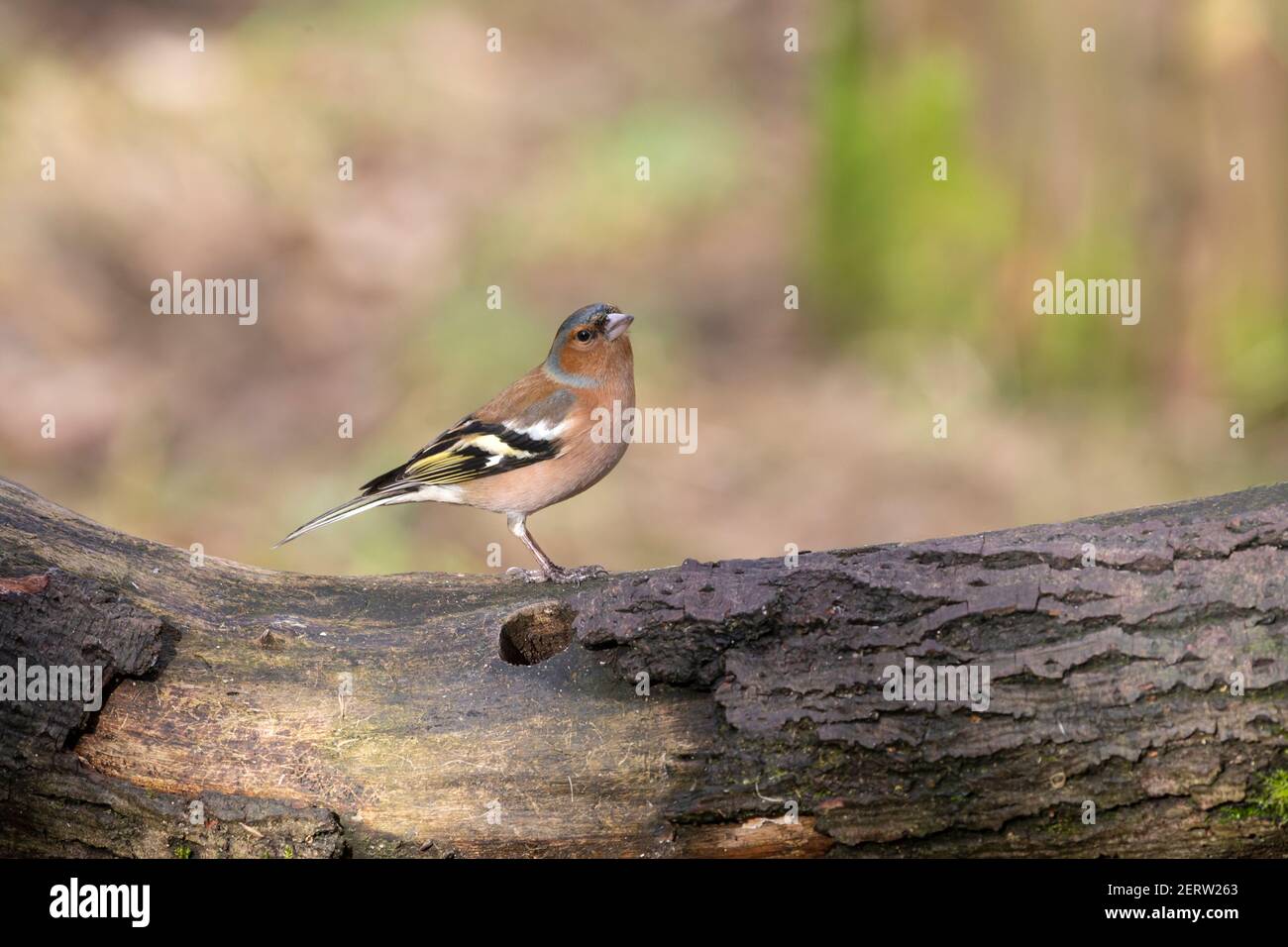 Common Chaffinch male Fringilla coelebs on a bowed tree trunk with plumage lit by late winter sun in West Yorkshire U.K. Stock Photo