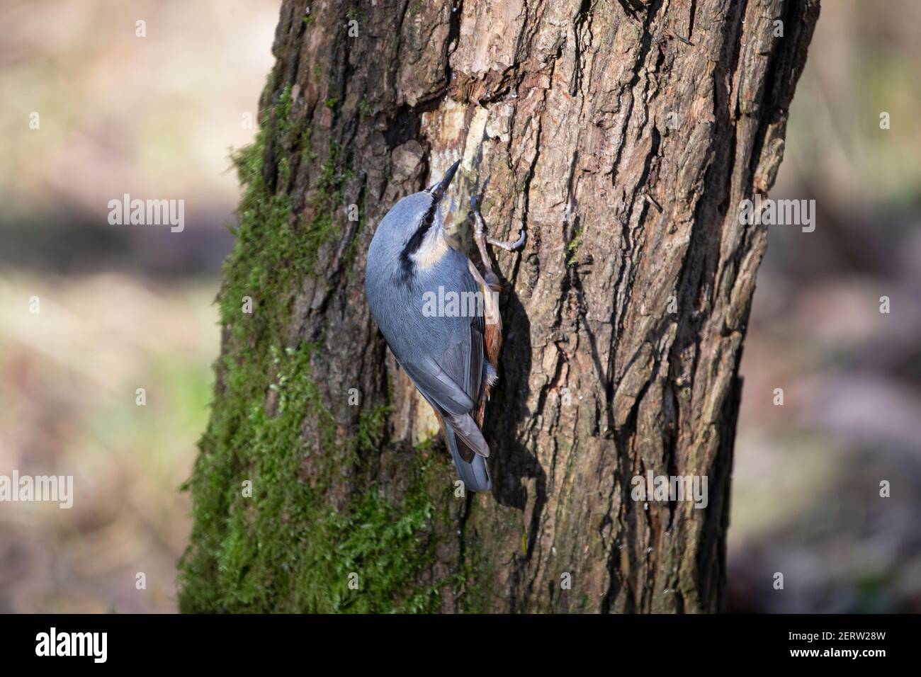 Nuthatch bird Sitta europaea clinging to the bark of a mossy tree trunk in spring Stock Photo