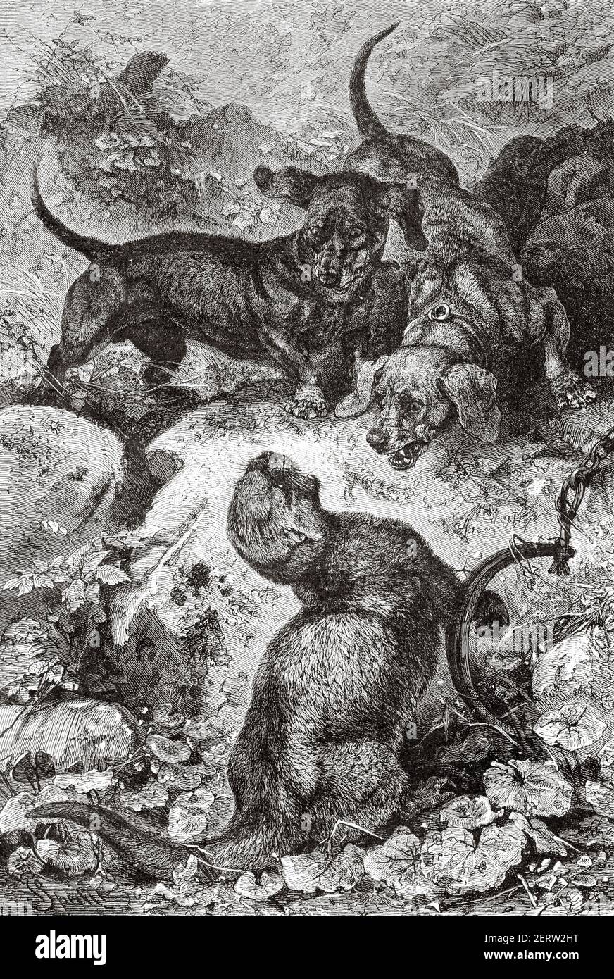 Otter caught in hunter's trap being harassed by hunting dogs. Old 19th century engraved illustration, El Mundo Ilustrado 1881 Stock Photo