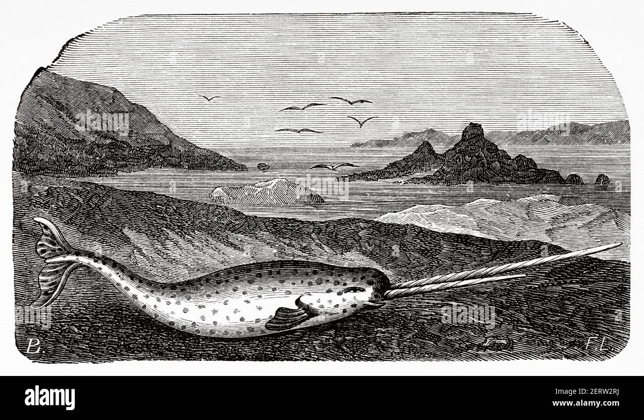 The narwhal (Monodon monoceros) is a species of odontocete cetacean of the Monodontidae family that inhabits the seas of the Arctic and the north of the Atlantic Ocean. Old XIX century engraved illustration, El Mundo Ilustrado 1880 Stock Photo