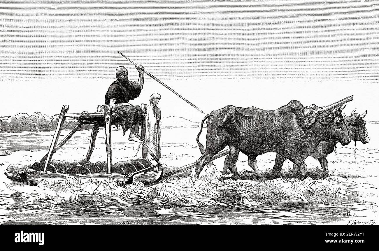 Noreg, traditional wheat thresher, Egypt 19th Century. Old XIX century engraved illustration, El Mundo Ilustrado 1880 Stock Photo