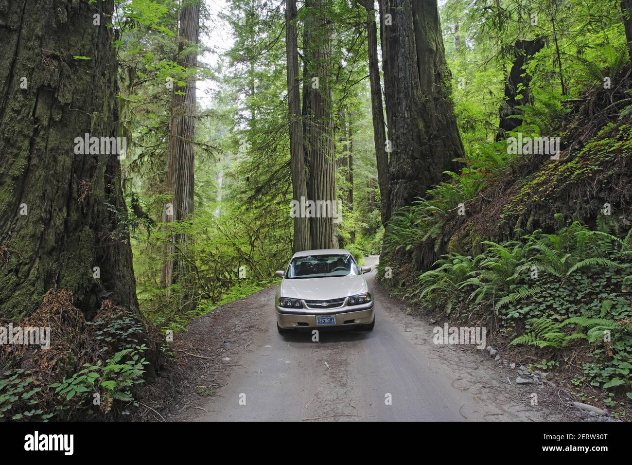Car travelling through Coastal Redwood forest  (Sequoia sempervirens) Redwood National Park California, USA LA000762 Stock Photo