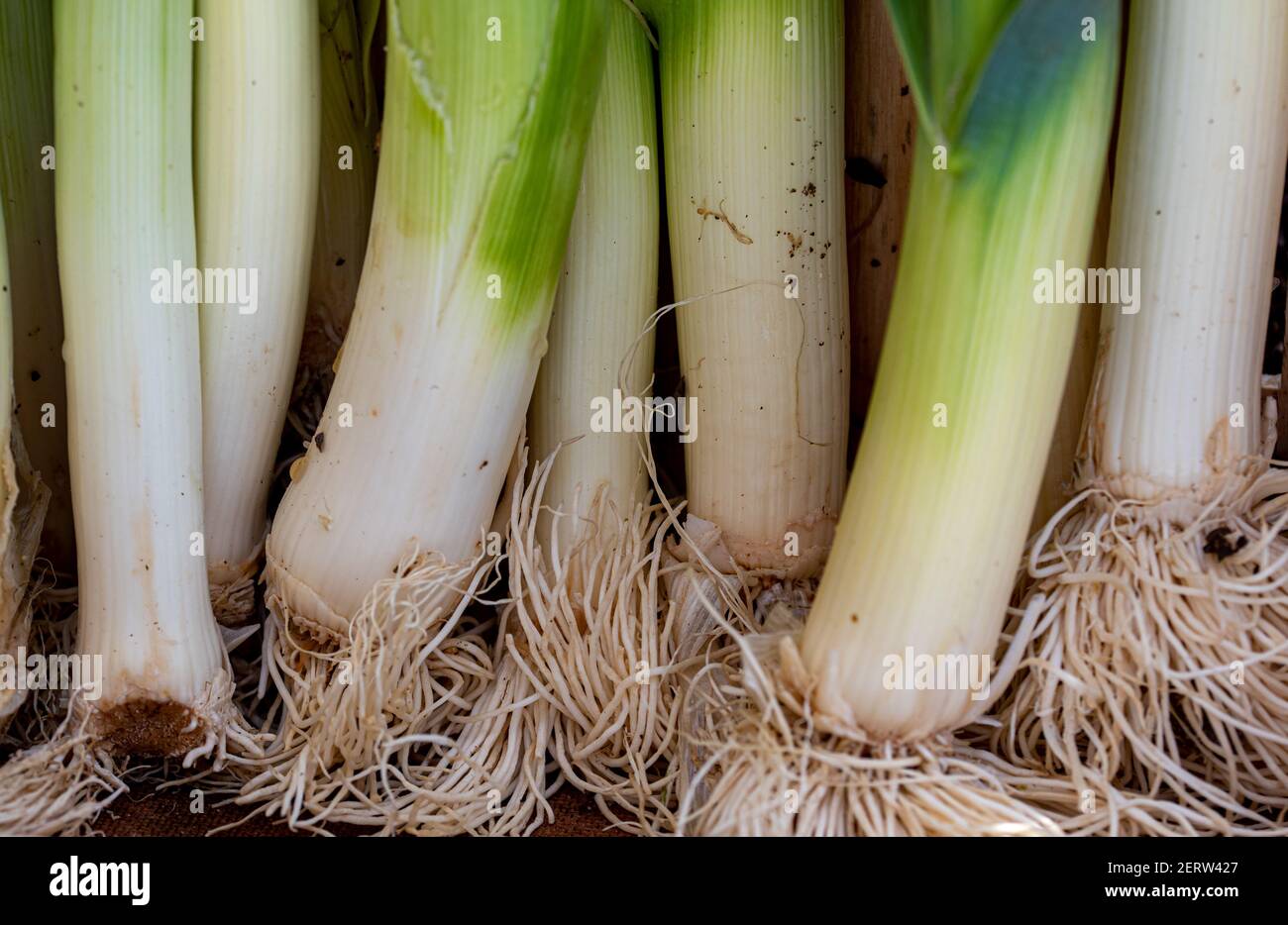 Bunch of leeks in green and white with root, agricultural harvesting
