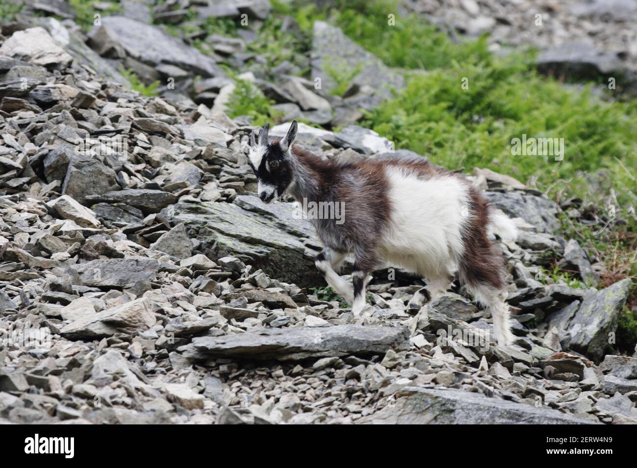 Wild Goats of LyntonValley of the Rocks, Lynton Exmoor National Park Devon, UK  MA000065 Stock Photo