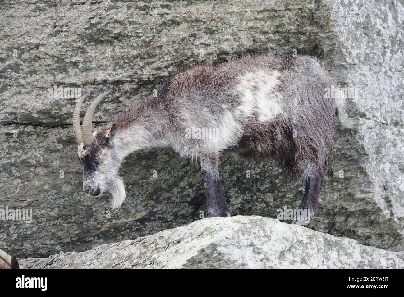 Wild Goats of LyntonValley of the Rocks, Lynton Exmoor National Park Devon, UK  MA000081 Stock Photo