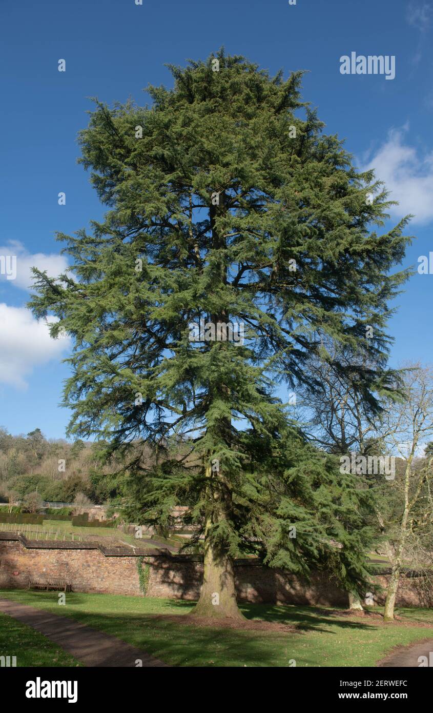 Winter Foliage of an Old Evergreen Deodar Cedar Tree (Cedrus deodara) with a Bright Blue Sky Background Growing in a Park in Rural Devon, England, UK Stock Photo