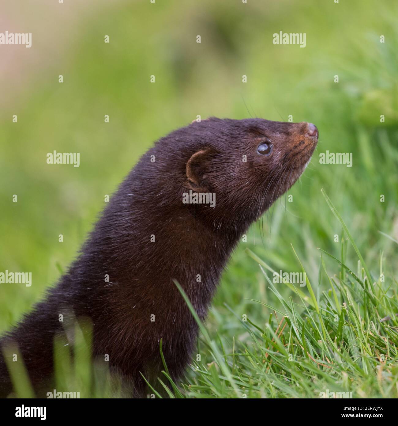 American Mink Head Portrait Close Up Stock Photo Alamy