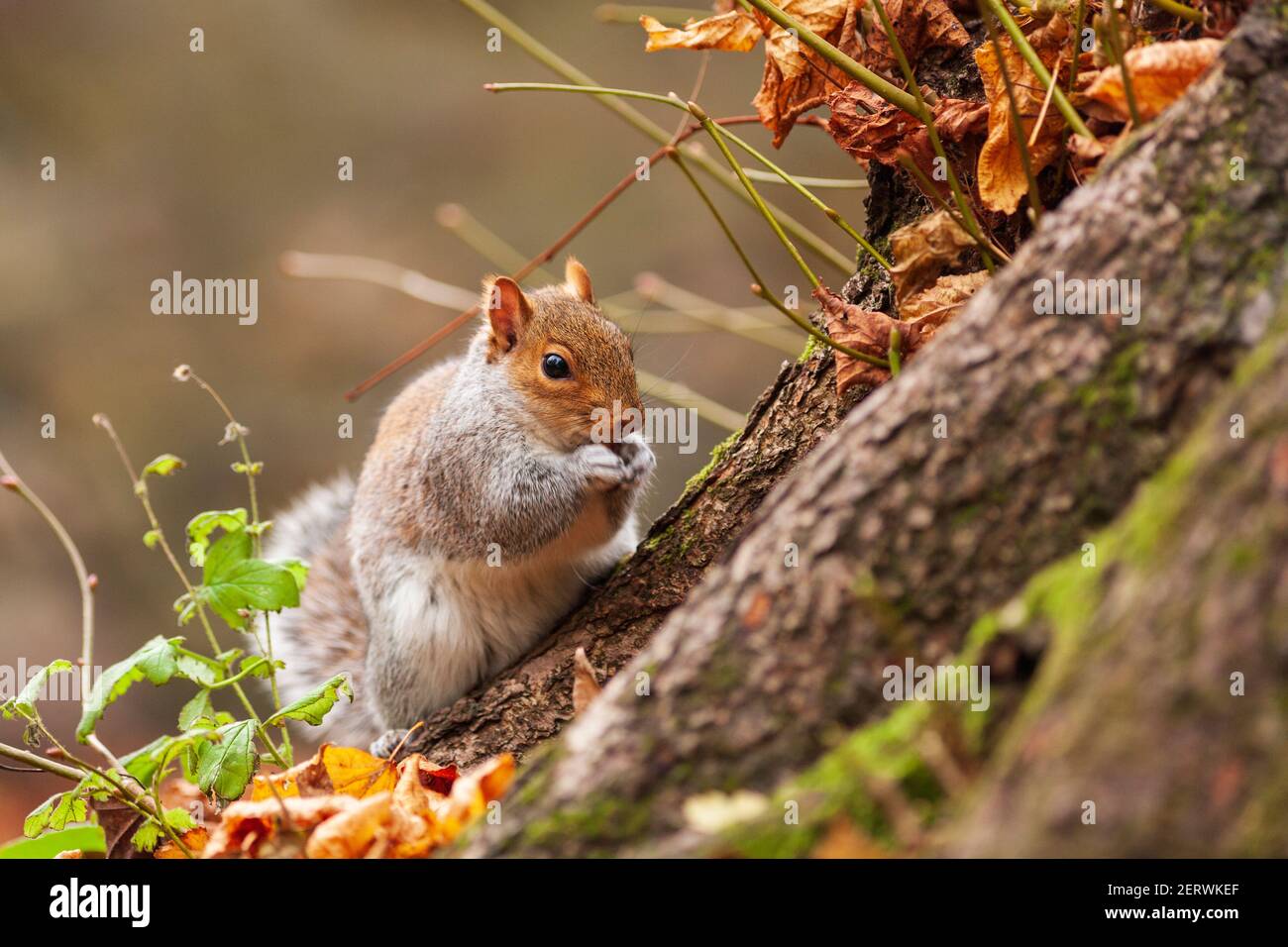 A Grey Squirrel at Brandon Hill, Bristol, Stock Photo